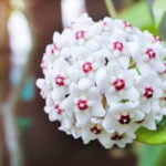 White Hoya carnosa flowers bouquet star red pollen shape flower.Colorful plant summer season. Wax plant or Wax flowers or Porcelain flower.
